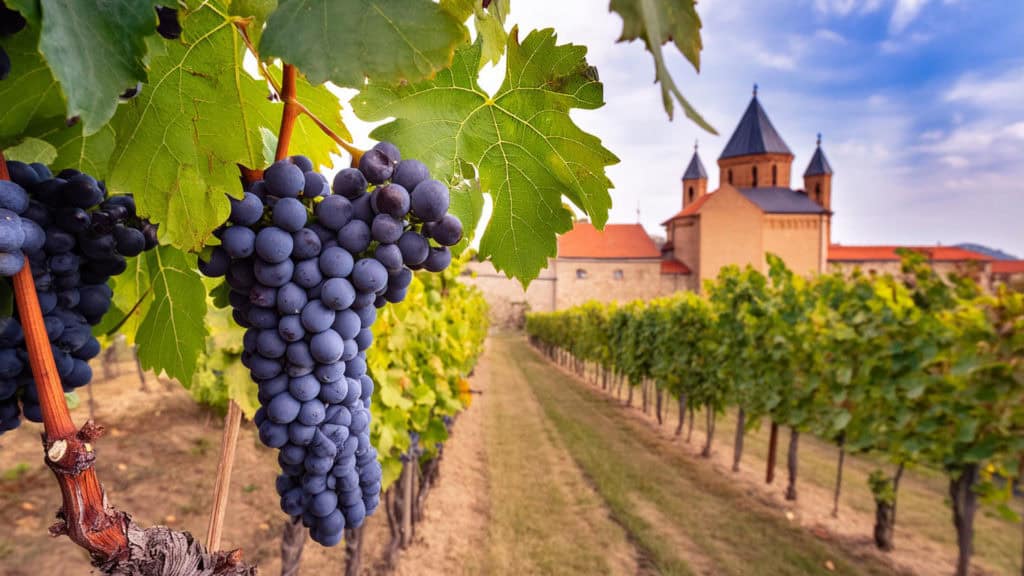 Nahaufnahme eines reifen Gamay-Traubenbündels an einer Weinrebe mit einem Kloster im Hintergrund
