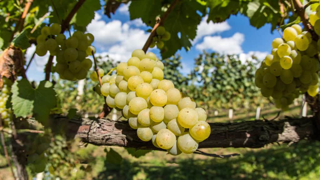 Reifen Humagne Blanc Trauben im Weinberg, grünlich-gelbe Trauben hängen an einem Holzstamm.
