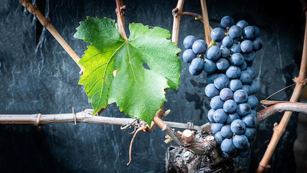 Humagne Rouge Rotwein 30 humagne rouge rotweintraube