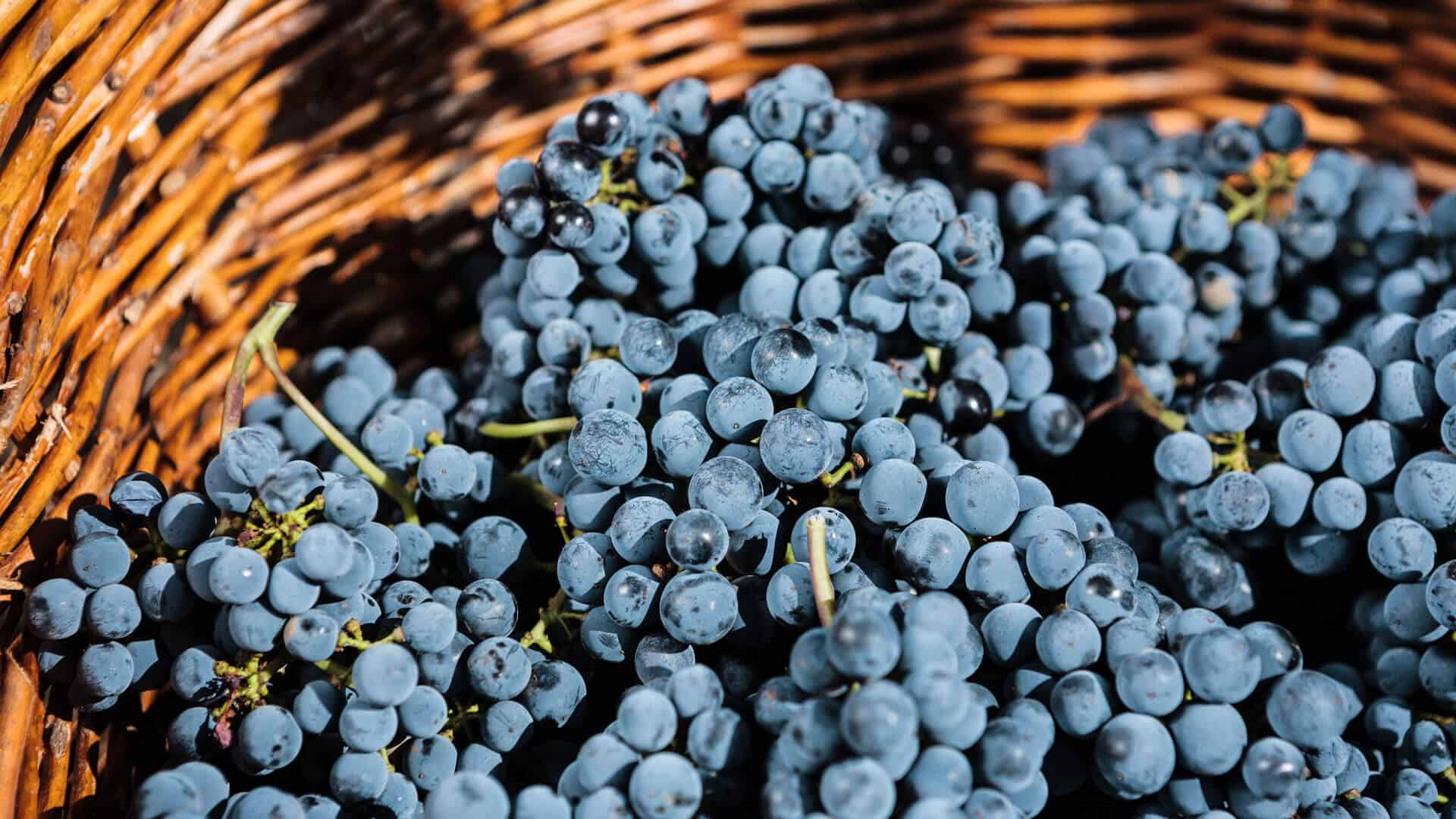 humagne rouge weinernte