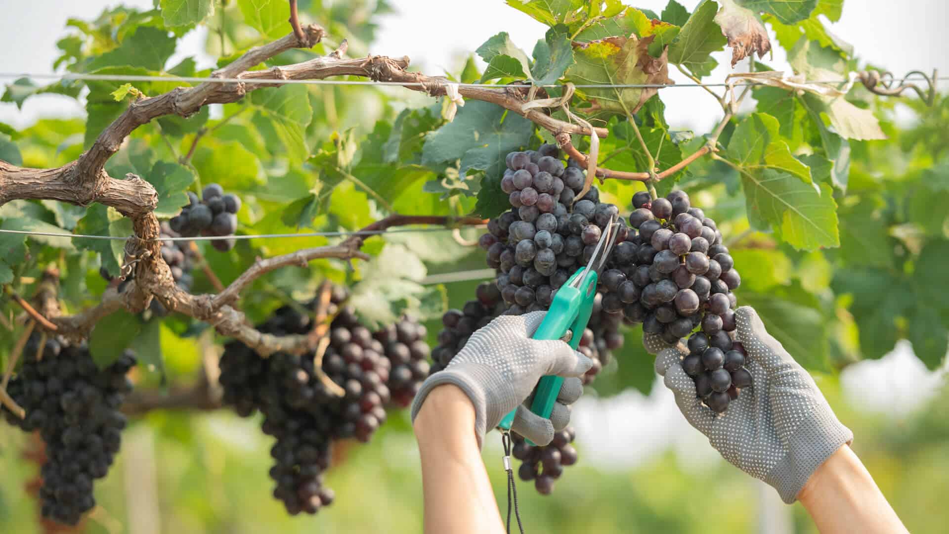 humagne rouge weinlesen