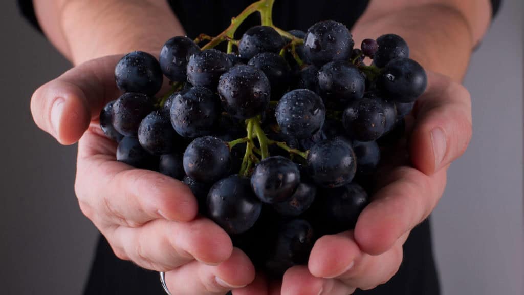 Frische, saftige Humagne Rouge Trauben in beiden Händen gehalten, glänzend und mit Wassertropfen.