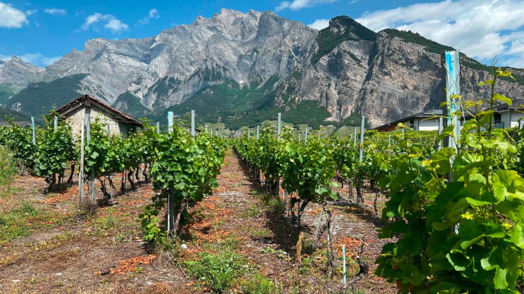 Rebparzellen im Chamoson-Talgrund mit Häusern – Terroir für Johannisberg-Weine