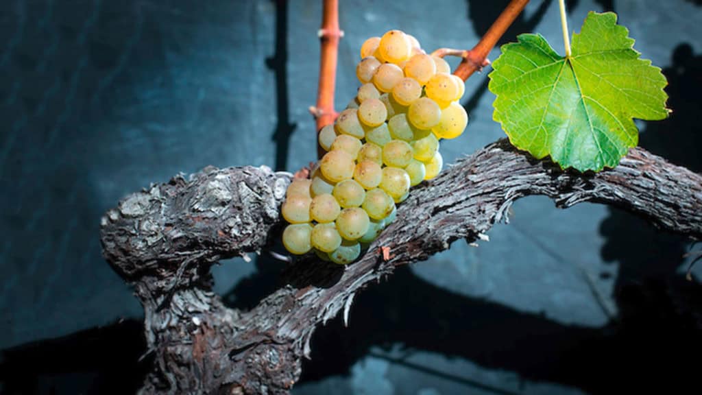 Johannisberg Wein 6 johannisberg weissweintraube