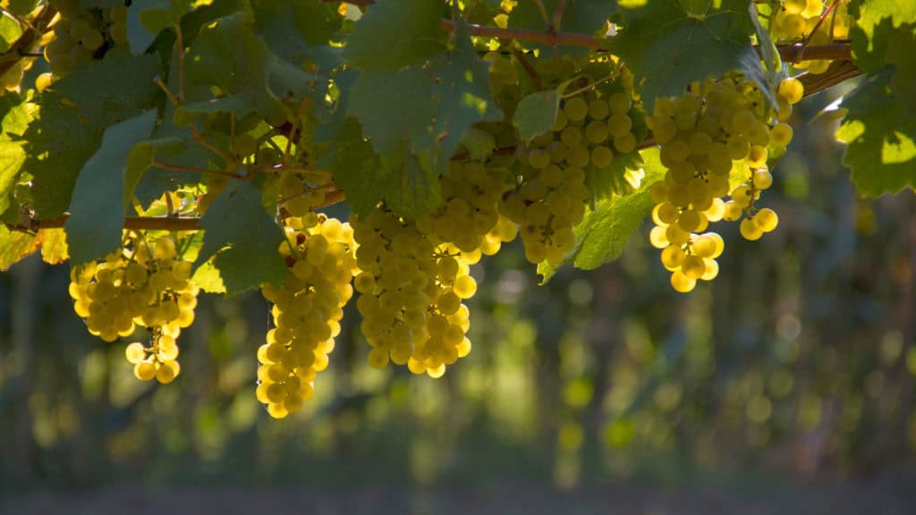 Weissweintrauben im Abendlicht – stimmungsvolle Rebenlandschaft