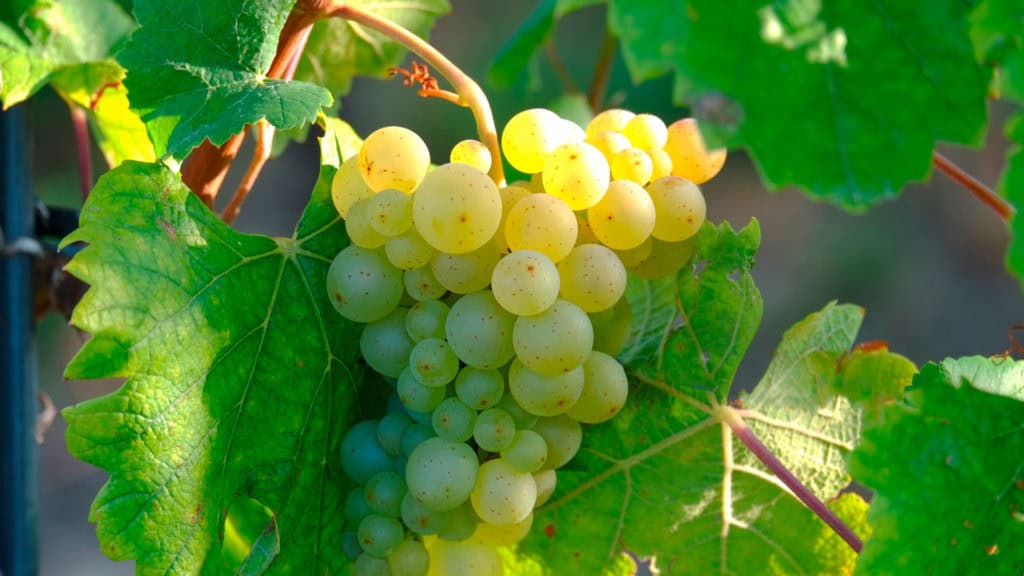 Reife Weissweintrauben am Rebstock – Ernte und Herkunft für Johannisberg-Weine