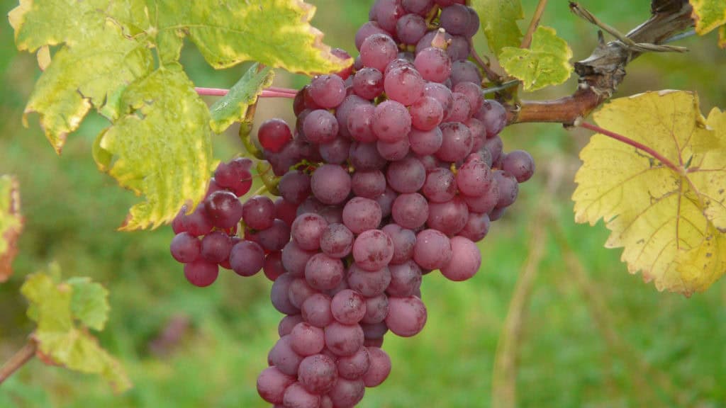 Reife Weissweintrauben am Rebstock – Basis für Malvoisie‑Wein