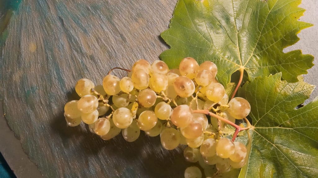 Die charmante Marsanne 27 marsanne weissweintraube
