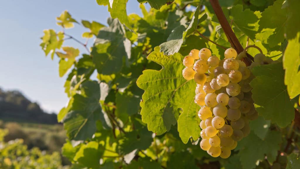 Marsanne-Weissweintrauben am Rebstock – Herkunft der Rebsorte