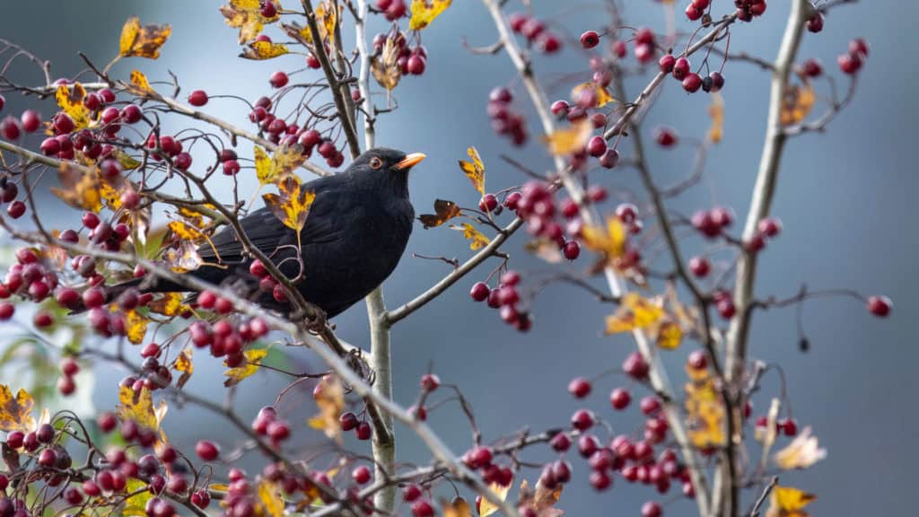 Amsel auf Zweig – Namensgeber des Merlot aus der Merlaugen-Tradition