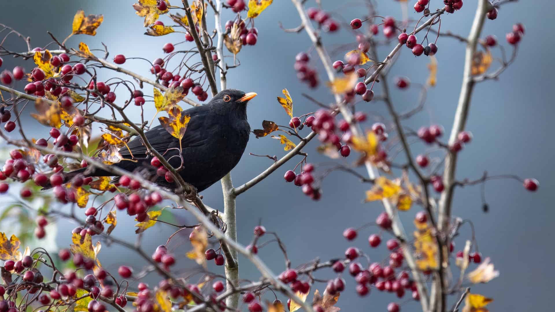 Merlot 1 merlot amsel namensgeber