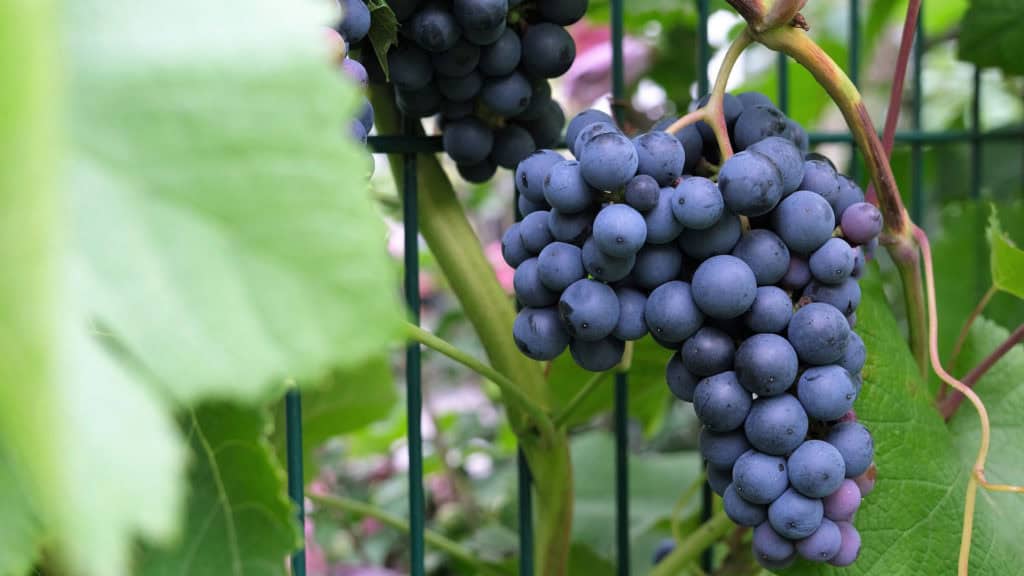 Reife Trauben am Rebstock – Grundlage für Merlot-Wein