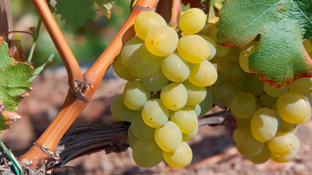 Frische grüne Muscat-Trauben am Weinstock, sattes Laub im Hintergrund. Perfekt für Traubensaft oder Wein.