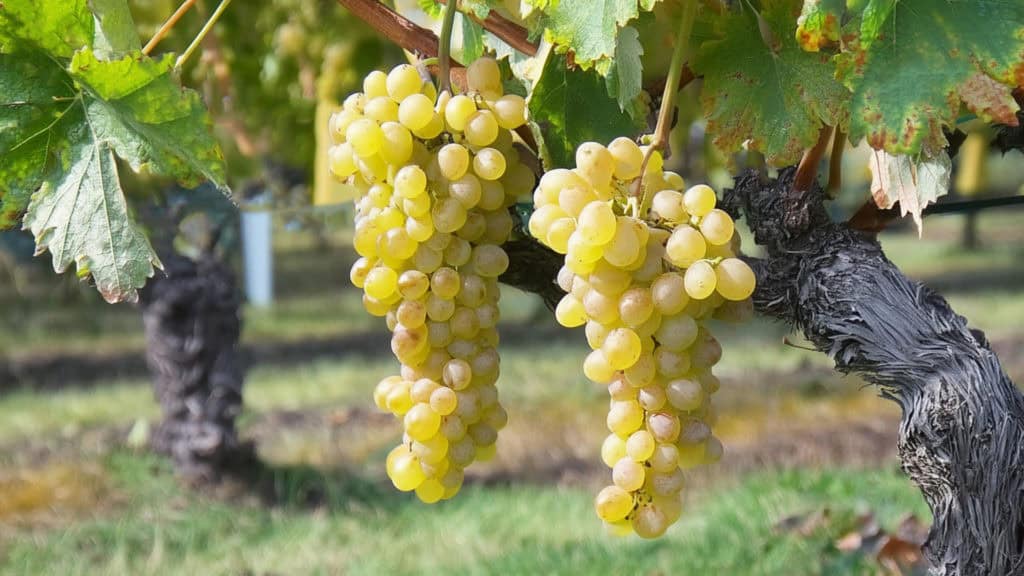 Der beste Muscat Wein: Entdecken Sie die Vielfalt einer Klassiker-Rebsorte 32 muscat weissweintraube