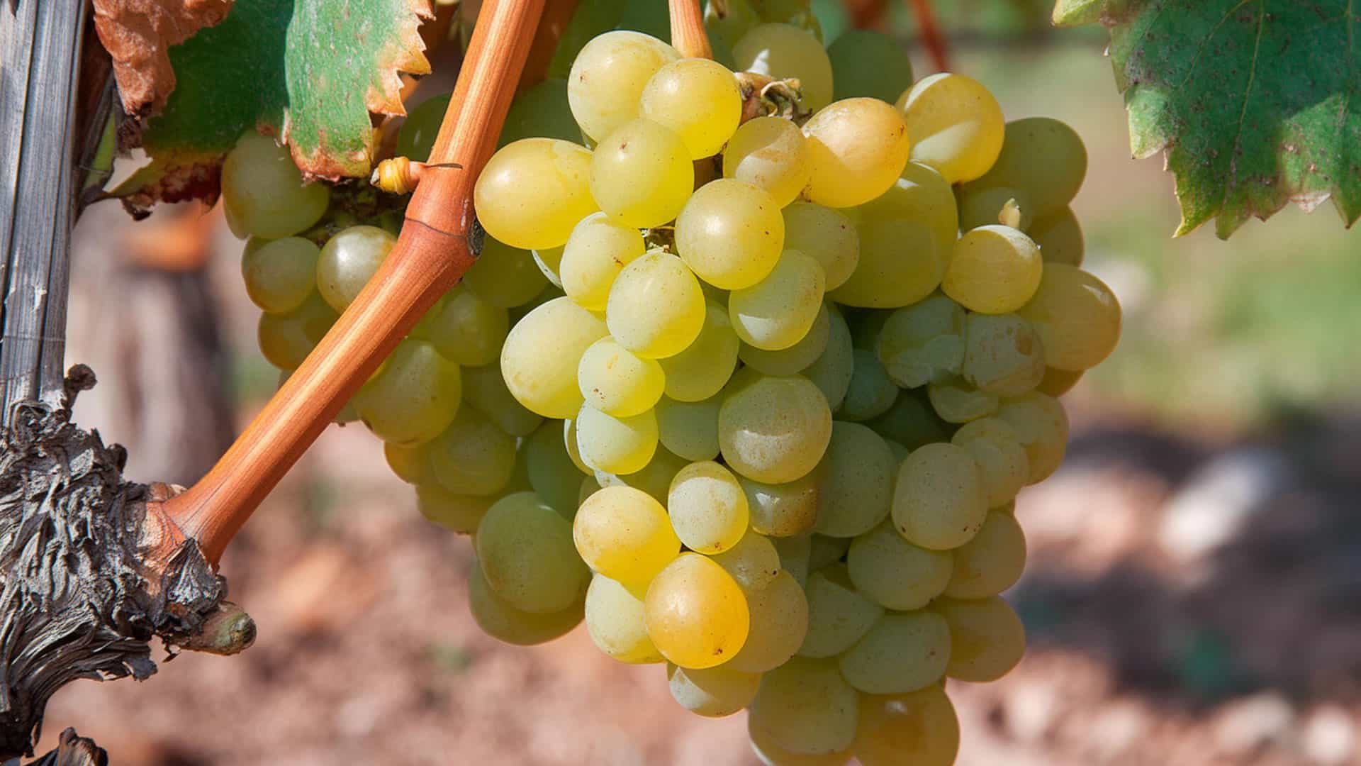 Der beste Muscat Wein: Entdecken Sie die Vielfalt einer Klassiker-Rebsorte 1 muscat weissweintraube am rebstock