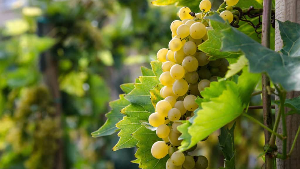 Reife gelbe Weintrauben der Sorte Petite Arvine hängen an einem Weinstock mit grünen Blättern