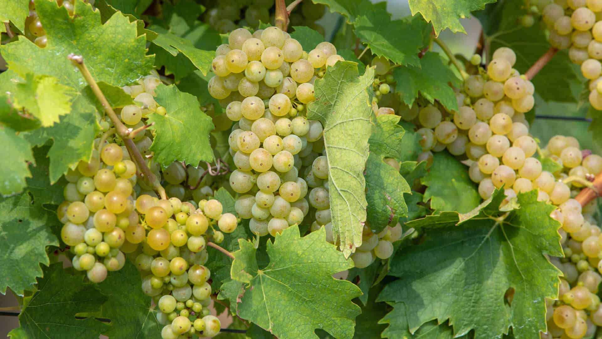 Petite Arvine - le Valaisan suprême 1 petite arvine weissweinsorte