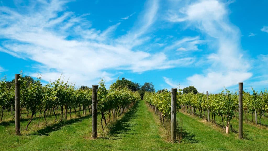 Pinot Blanc-Weinberg – typische Reblandschaft und Terroir