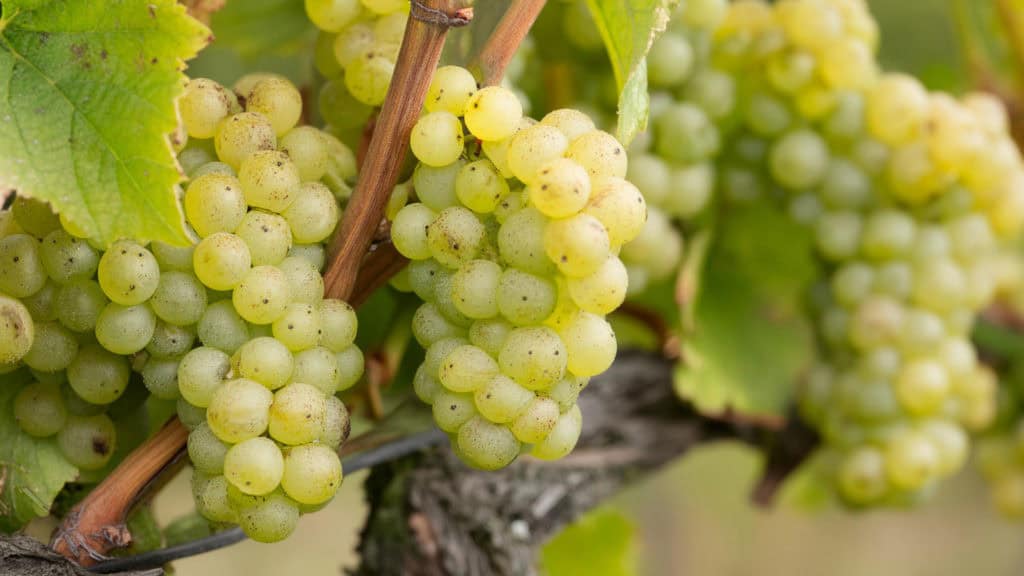 Die besten Pinot Blanc Weine für jeden Anlass 28 pinot blanc weissweintraube