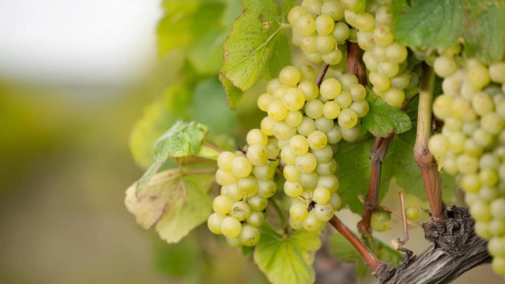 Pinot Blanc-Weissweintrauben am Rebstock – Herkunft der Rebsorte
