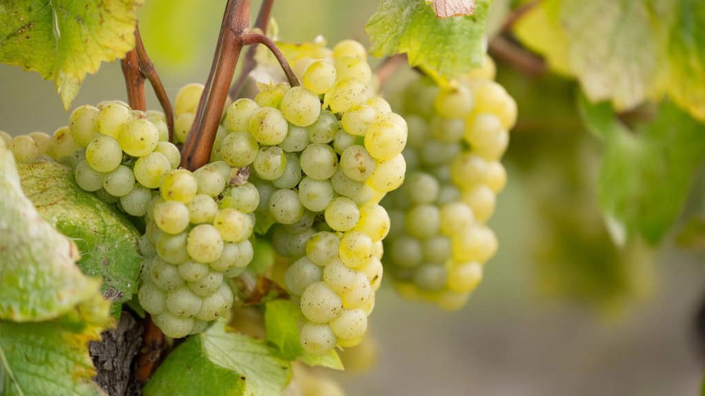 Pinot Blanc-Weissweintraube – charakteristische Rebsorte für Weisswein