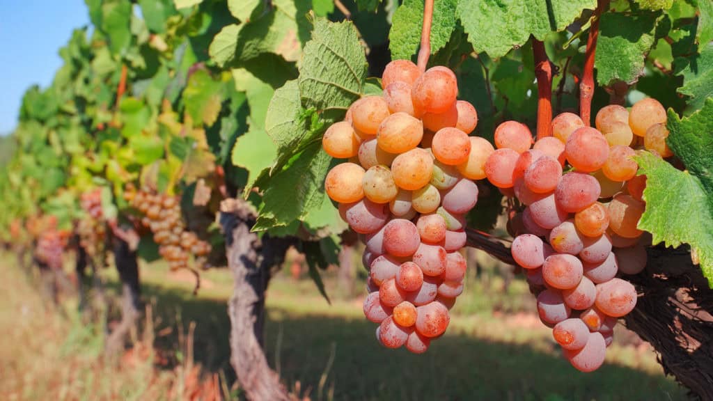 Pinot gris / Grigio Weissweintrauben – charakteristische Rebsorte für Weisswein