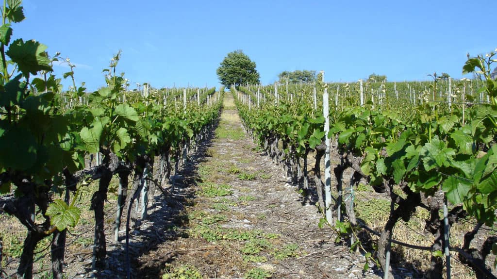 Pinot Noir Weinreben in einer Rebparzelle Ambassadeur mit einem Baum am Ende eines schmalen Wegs unter blauem Himmel