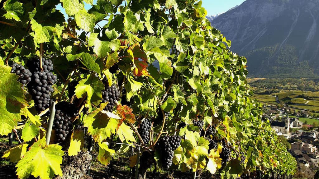 Weinreben mit dunkelroten Pinot Noir Trauben in einem Weinberg vor Bergkulisse und Dorf