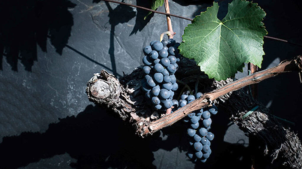 Pinot Noir Wein - der König der Rotweine 31 pinot noir rotweintraube