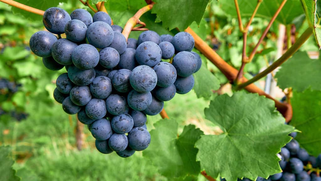 Nahaufnahme eines reifen Traubenbündels der Rebsorte Pinot Noir am Rebstock mit grünen Blättern im Hintergrund