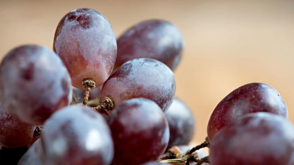 Nahaufnahme von mehreren dunkelroten Pinot Noir Weintrauben mit Stielen vor unscharfem Hintergrund