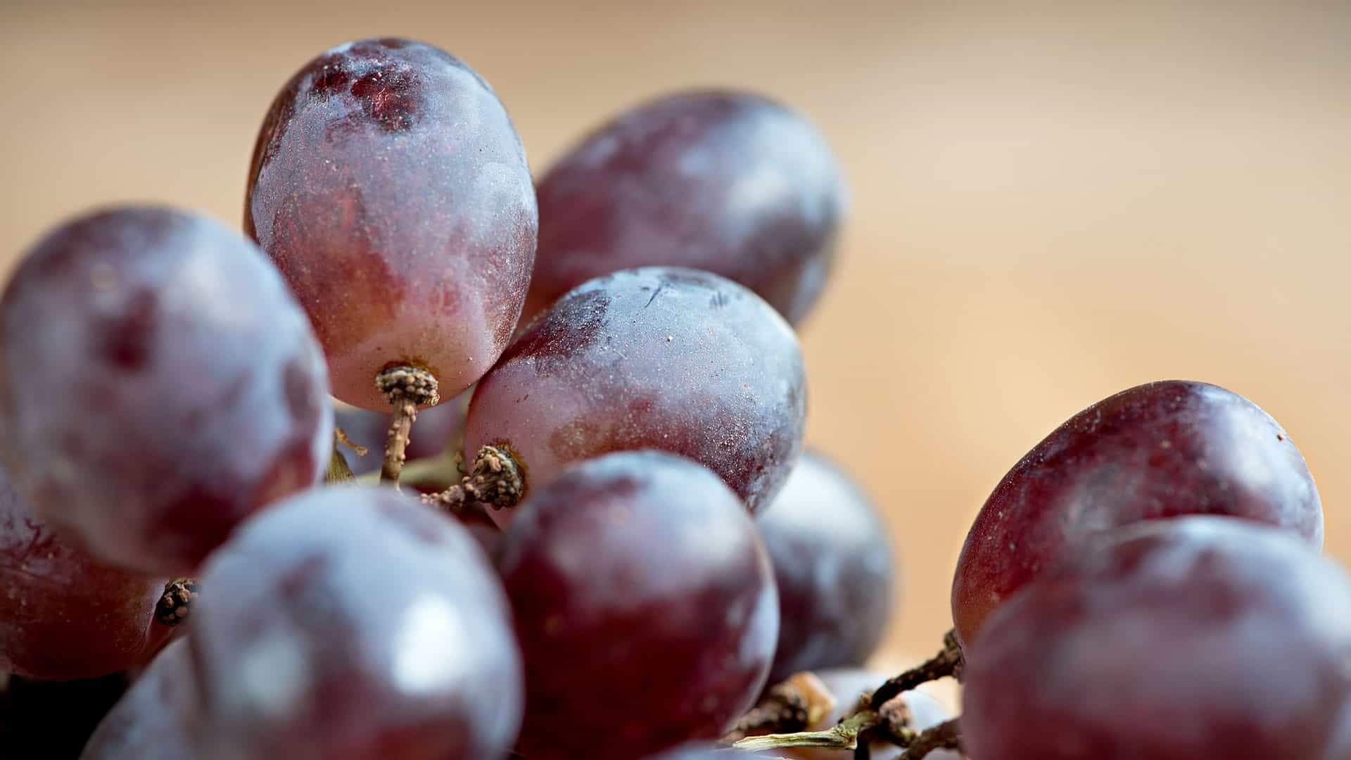 pinot noir weintraube form 1