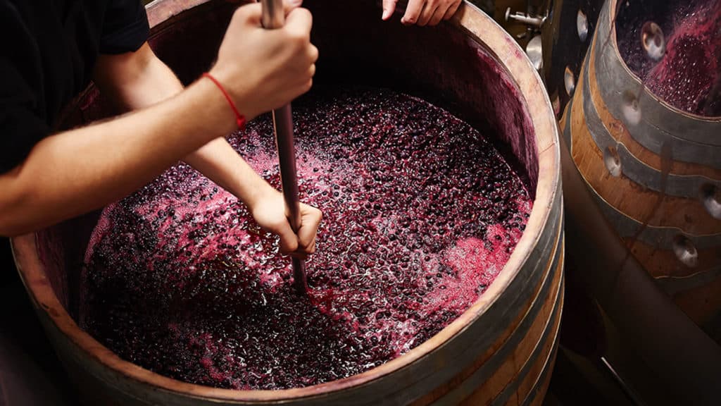 Roséwein während der Mazeration, Trauben im Gärbehälter: Hände rühren Traubenmost in einem Holzfass zur Weinherstellung.