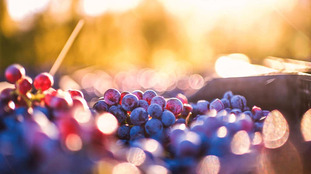 Violette Weintrauben für Roséwein am Rebstock