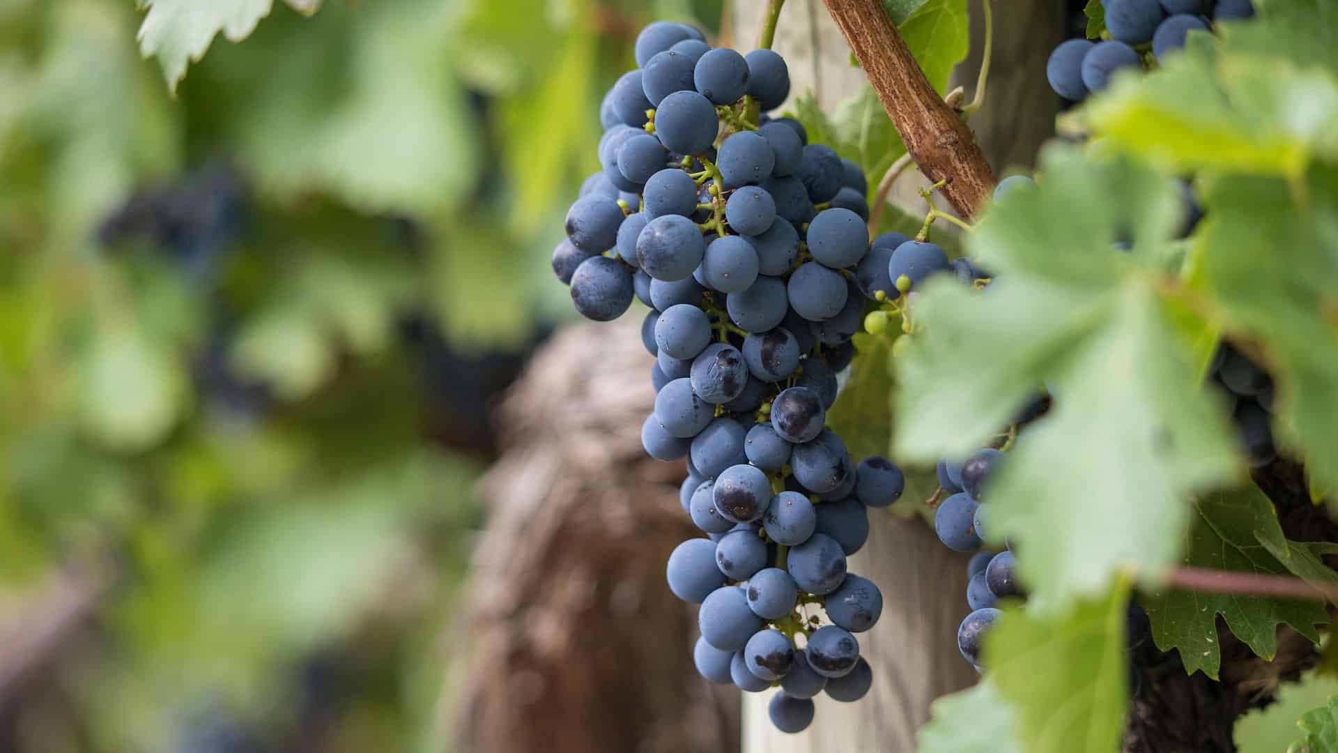 Die besten Rotweine für jeden Geschmack 5 rotwein herkunft wallis
