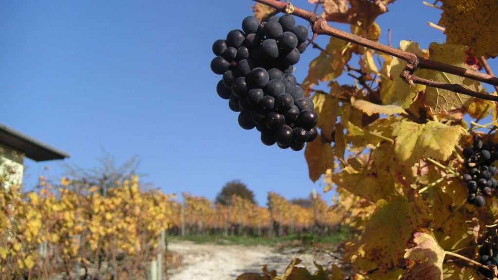 Pinot-Trauben für Rotwein – reife Rotweintrauben am Rebstock