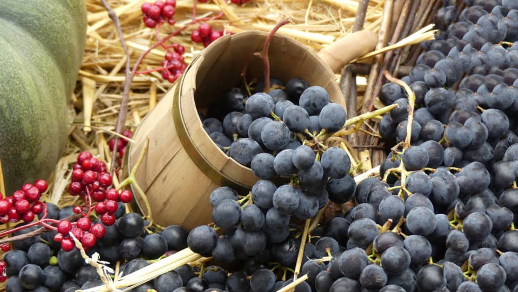 Rotwein und Gesundheit – Aromen und potenzielle gesundheitliche Aspekte