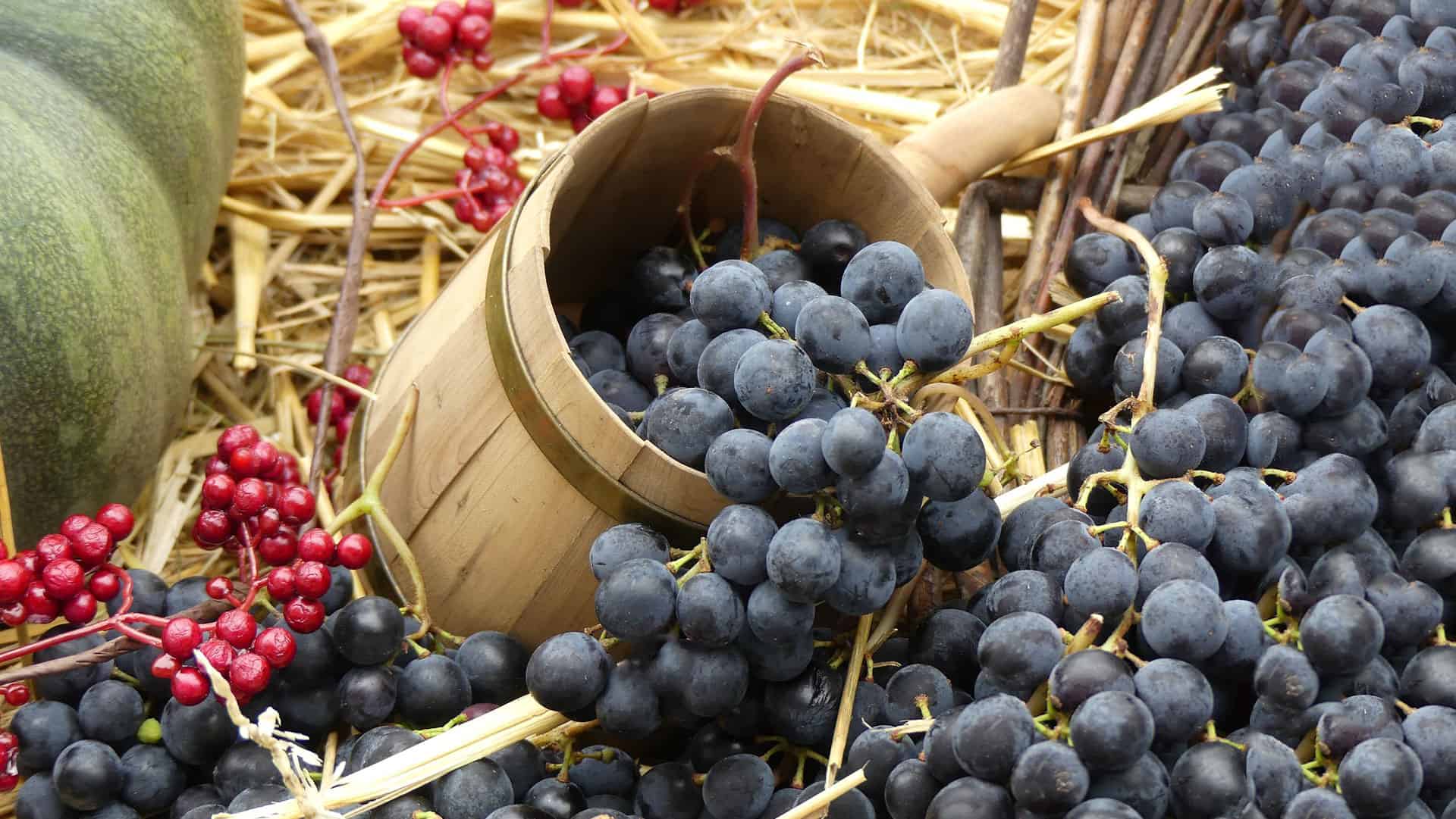 Die besten Rotweine für jeden Geschmack 3 rotwein und gesundheit