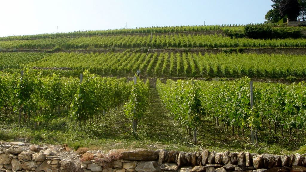 Verschiedene Rebsorten für Rotwein – Vielfalt an Rotweintrauben