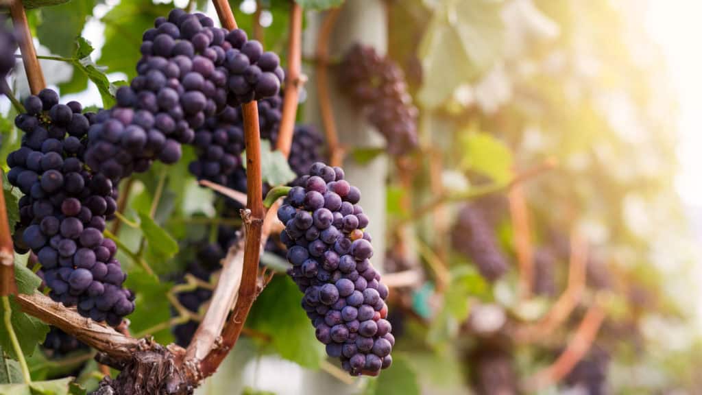 Vino Rosso – italienische Bezeichnung für Rotwein