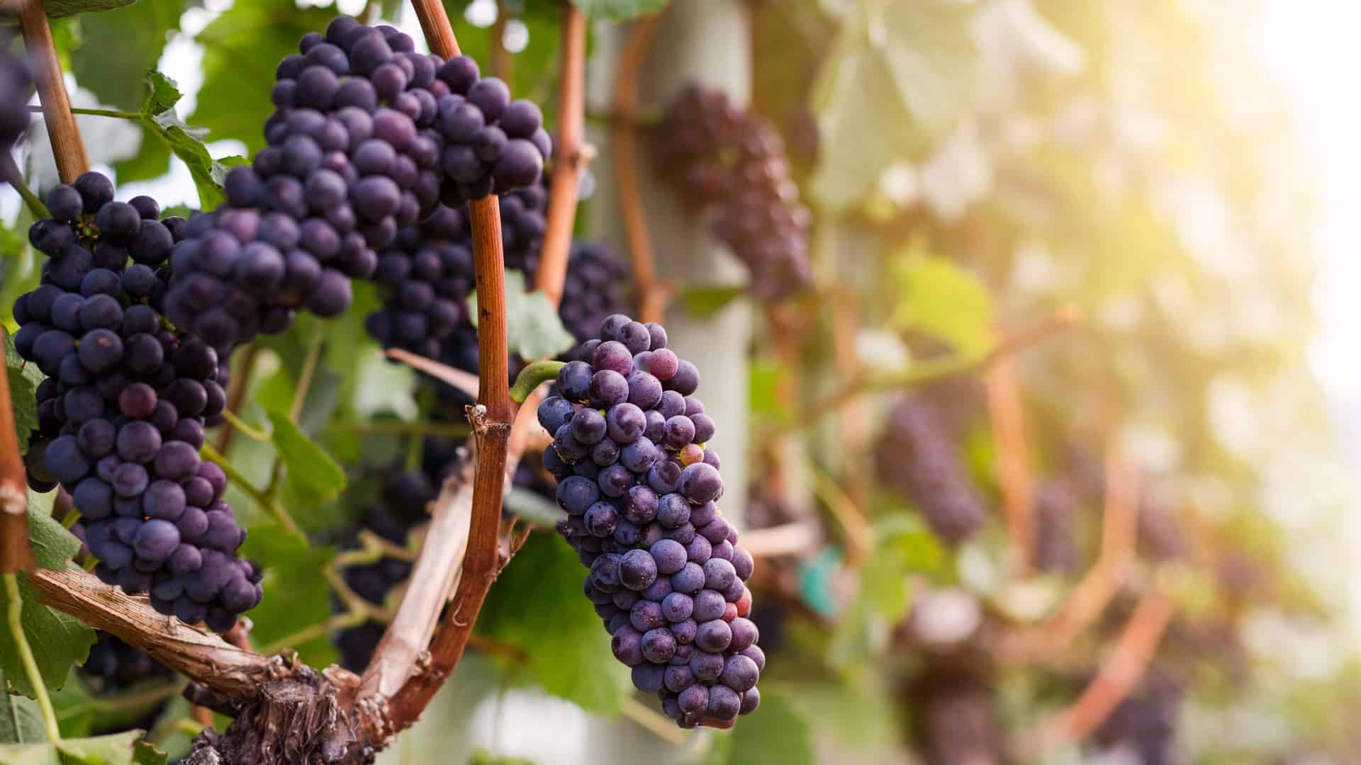 Die besten Rotweine für jeden Geschmack 20 rotwein vino rosso