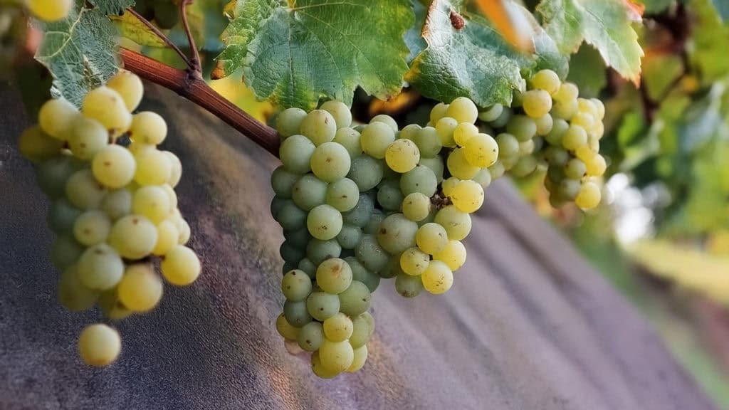 Der beste Silvaner für Anfänger und Weinliebhaber 33 silvaner weissweintraube