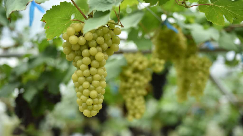 Silvaner Trauben am Rebstock, Blätter im Hintergrund