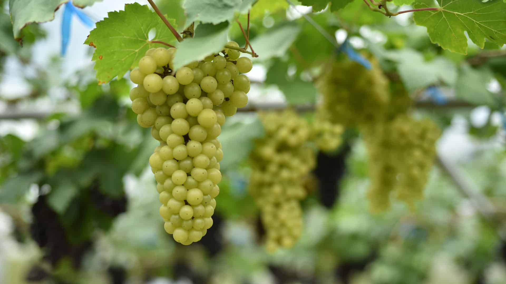Der beste Silvaner für Anfänger und Weinliebhaber 1 silvaner weissweintraube am rebstock