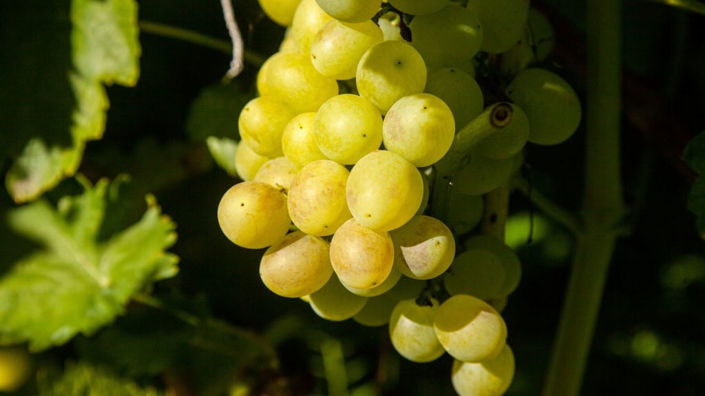 Nahaufnahme von Silvaner Weissweintrauben, Details der Schale sichtbar