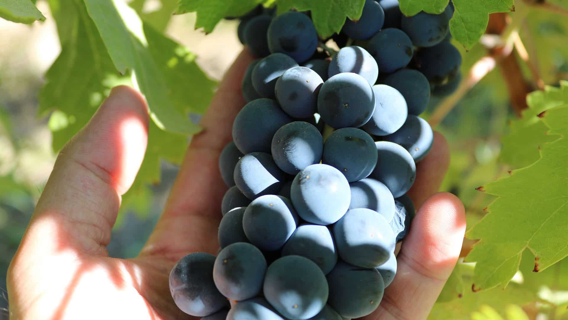syrah rotweintrauben in der hand