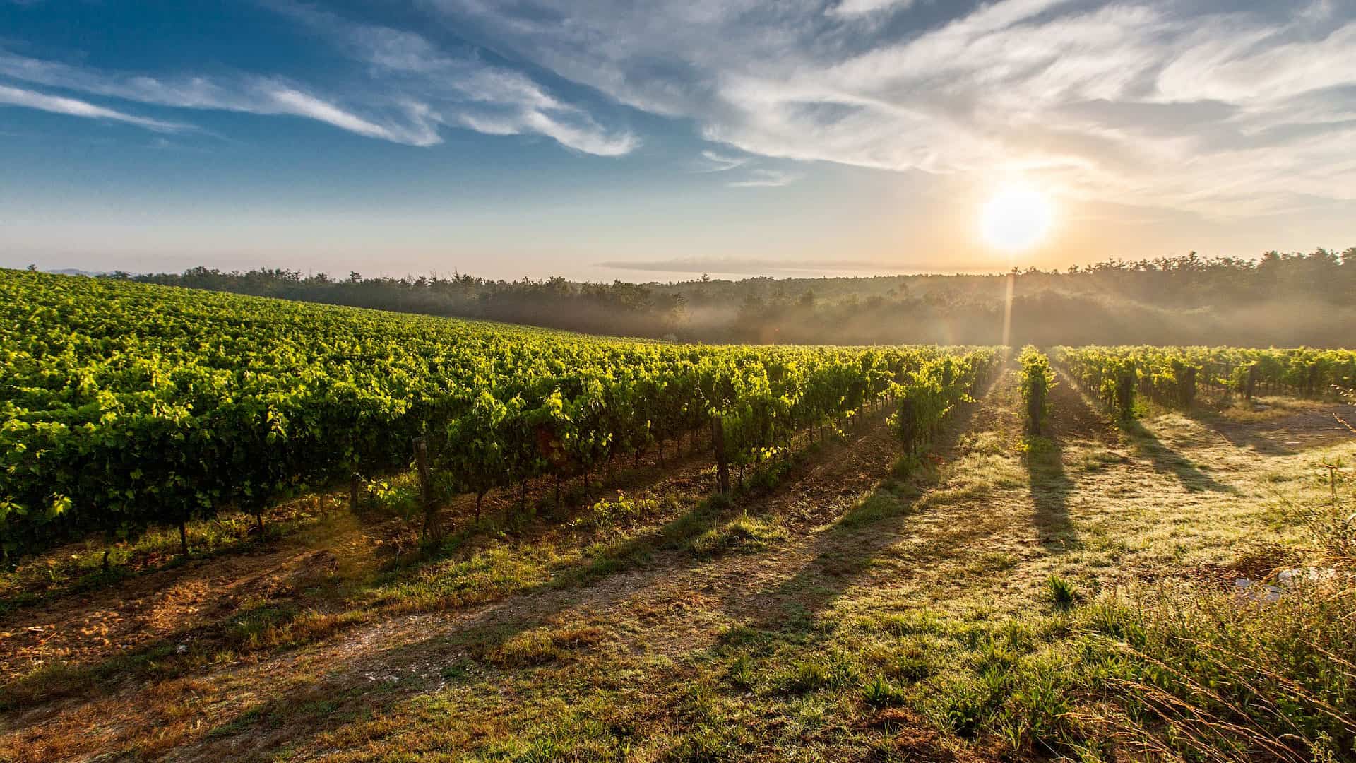 syrah weinberg mit sonnenaufgang