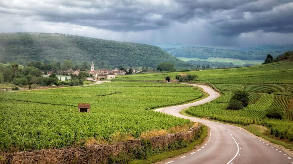 Weinlandschaft mit Viognier-Reben – typische Reblandschaft und Terroir