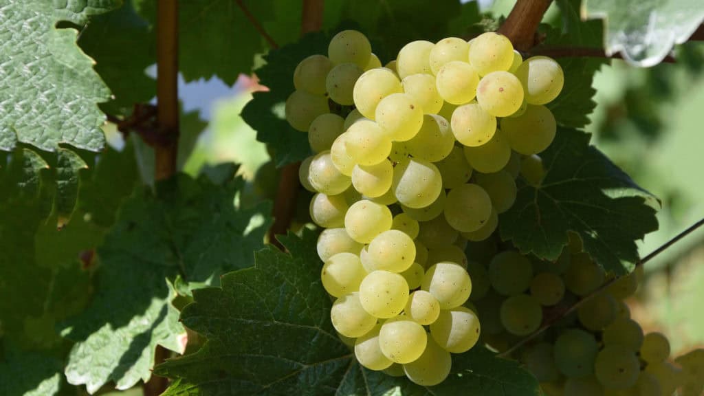 Reife Viognier-Trauben im Weinberg – Terroir und Rebsorte
