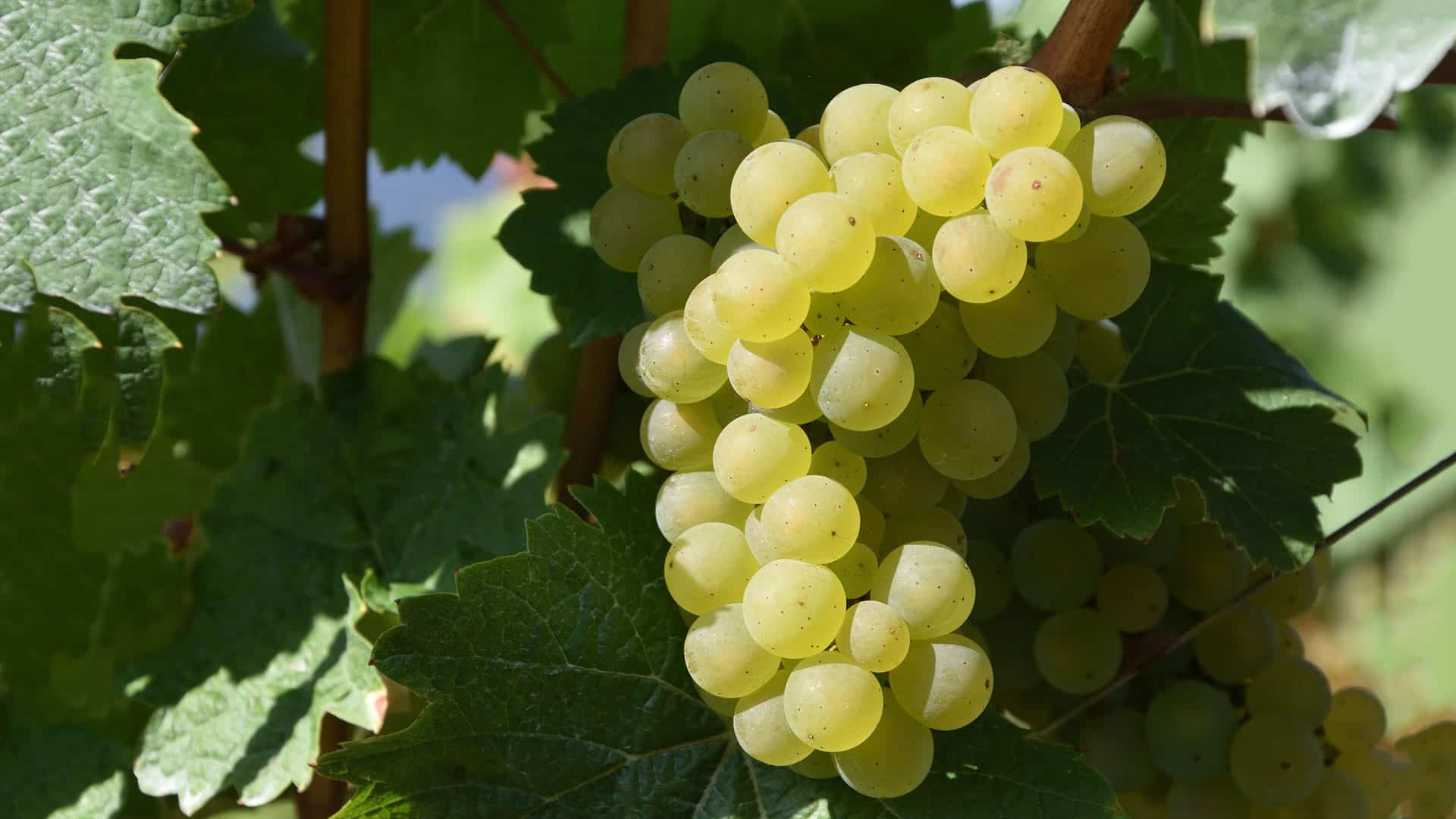 viognier weissweintraube am rebstock